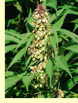  (Cannabis sativa L.)